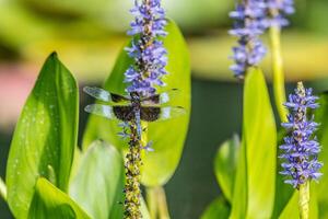 libellule sur une aquatique plante photo