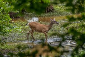 femelle cerf en marchant dans le l'eau photo