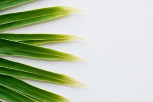 pandan feuille repose sur blanc papier, une mélange de la nature fraîcheur sur une nettoyer Toile photo