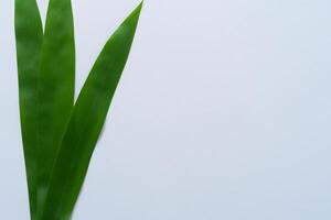 pandan feuille repose sur blanc papier, une mélange de la nature fraîcheur sur une nettoyer Toile photo