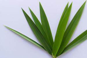 pandan feuille repose sur blanc papier, une mélange de la nature fraîcheur sur une nettoyer Toile photo