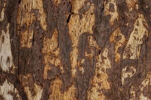 embrassement le beauté de Naturel bois arrière-plan, une rustique Toile de biologique chaleur et texture photo