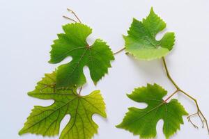 feuillu élégance grain de raisin feuilles orner blanc papier maquette, une délicat la fusion de la nature charme sur afficher photo