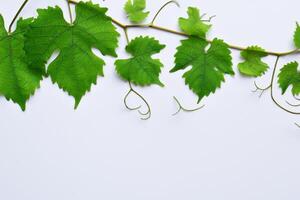 feuillu élégance grain de raisin feuilles orner blanc papier maquette, une délicat la fusion de la nature charme sur afficher photo