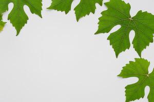 feuillu élégance grain de raisin feuilles orner blanc papier maquette, une délicat la fusion de la nature charme sur afficher photo