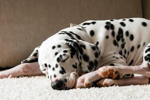 le beauté de une en train de dormir dalmatien, une image de sérénité et paisible sommeil au milieu de taches de beauté photo