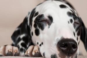 le beauté de une en train de dormir dalmatien, une image de sérénité et paisible sommeil au milieu de taches de beauté photo