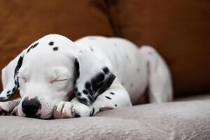 le beauté de une en train de dormir dalmatien, une image de sérénité et paisible sommeil au milieu de taches de beauté photo