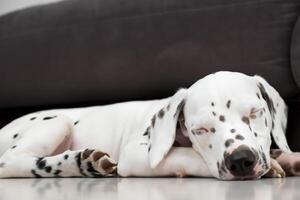 le beauté de une en train de dormir dalmatien, une image de sérénité et paisible sommeil au milieu de taches de beauté photo