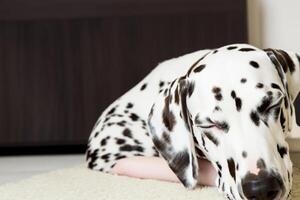 le beauté de une en train de dormir dalmatien, une image de sérénité et paisible sommeil au milieu de taches de beauté photo