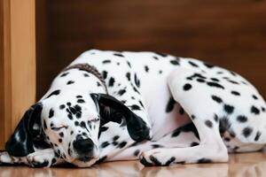 le beauté de une en train de dormir dalmatien, une image de sérénité et paisible sommeil au milieu de taches de beauté photo