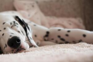 le beauté de une en train de dormir dalmatien, une image de sérénité et paisible sommeil au milieu de taches de beauté photo