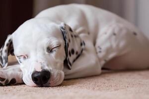 le beauté de une en train de dormir dalmatien, une image de sérénité et paisible sommeil au milieu de taches de beauté photo