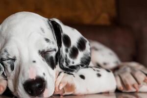 le beauté de une en train de dormir dalmatien, une image de sérénité et paisible sommeil au milieu de taches de beauté photo