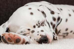 le beauté de une en train de dormir dalmatien, une image de sérénité et paisible sommeil au milieu de taches de beauté photo