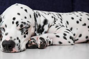 le beauté de une en train de dormir dalmatien, une image de sérénité et paisible sommeil au milieu de taches de beauté photo