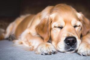 capturer le réconfortant expression de une magnifique d'or retriever chien, une image de inconditionnel l'amour et joyeux camaraderie photo