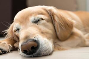 capturer le réconfortant expression de une magnifique d'or retriever chien, une image de inconditionnel l'amour et joyeux camaraderie photo