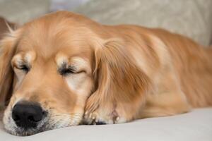 capturer le réconfortant expression de une magnifique d'or retriever chien, une image de inconditionnel l'amour et joyeux camaraderie photo