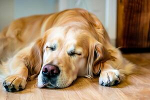 capturer le réconfortant expression de une magnifique d'or retriever chien, une image de inconditionnel l'amour et joyeux camaraderie photo