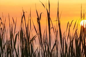 roseau fleurs se prélasser dans le radiant lueur de le soir soleil, création une spectaculaire tapisserie de la nature éphémère beauté dans le tranquille crépuscule ciel photo