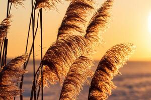 roseau fleurs se prélasser dans le radiant lueur de le soir soleil, création une spectaculaire tapisserie de la nature éphémère beauté dans le tranquille crépuscule ciel photo