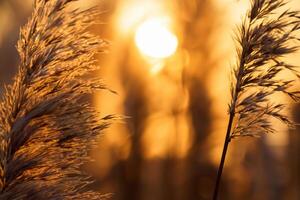 roseau fleurs se prélasser dans le radiant lueur de le soir soleil, création une spectaculaire tapisserie de la nature éphémère beauté dans le tranquille crépuscule ciel photo