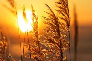 roseau fleurs se prélasser dans le radiant lueur de le soir soleil, création une spectaculaire tapisserie de la nature éphémère beauté dans le tranquille crépuscule ciel photo