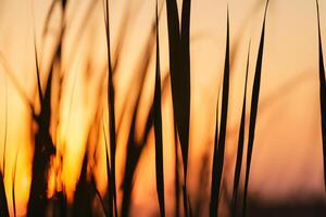 roseau fleurs se prélasser dans le radiant lueur de le soir soleil, création une spectaculaire tapisserie de la nature éphémère beauté dans le tranquille crépuscule ciel photo