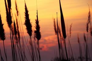 roseau fleurs se prélasser dans le radiant lueur de le soir soleil, création une spectaculaire tapisserie de la nature éphémère beauté dans le tranquille crépuscule ciel photo