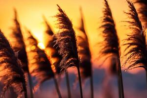 roseau fleurs se prélasser dans le radiant lueur de le soir soleil, création une spectaculaire tapisserie de la nature éphémère beauté dans le tranquille crépuscule ciel photo