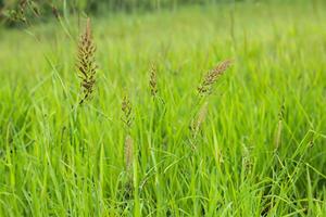 générer sublime Danse de herbe avec rosée, exposé à lumière dans le glorieux matin, prestidigitation une serein tapisserie de la nature éveil embelli image photo