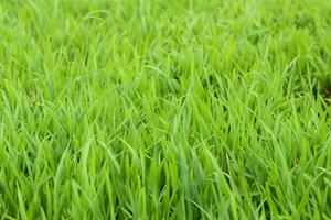 générer sublime Danse de herbe avec rosée, exposé à lumière dans le glorieux matin, prestidigitation une serein tapisserie de la nature éveil embelli image photo