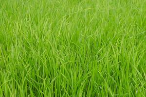 générer sublime Danse de herbe avec rosée, exposé à lumière dans le glorieux matin, prestidigitation une serein tapisserie de la nature éveil embelli image photo