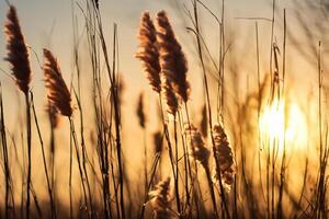 roseau fleurs se prélasser dans le radiant lueur de le soir soleil, création une spectaculaire tapisserie de la nature éphémère beauté dans le tranquille crépuscule ciel photo