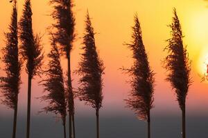 roseau fleurs se prélasser dans le radiant lueur de le soir soleil, création une spectaculaire tapisserie de la nature éphémère beauté dans le tranquille crépuscule ciel photo