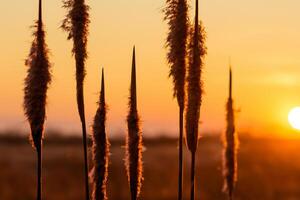 le coucher du soleil Floraison roseau fleurs se prélasser dans le radiant lueur de le soir soleil, création une spectaculaire tapisserie de la nature éphémère beauté dans le tranquille crépuscule ciel photo