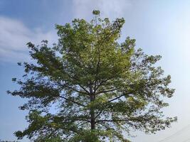 les plantes imposant dans le nuageux ciel photo