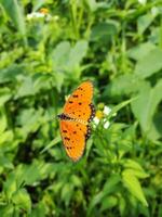 magnifique papillon diffusion ailes sur une fleur photo