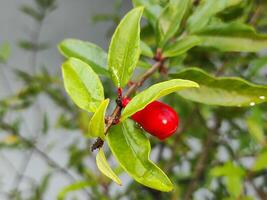 une Frais rouge Grenade fleur photo