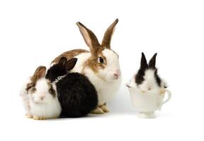 mère lapin et quatre nouveau née lapins sur blanc Contexte. un noir et blanc lapin séance dans blanc café tasse photo