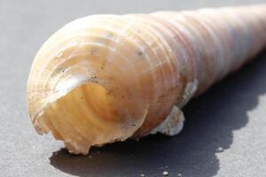 magnifique tropical coquillage photo