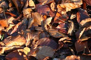 marron feuilles dans le l'automne photo