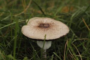 gros parasol champignon photo