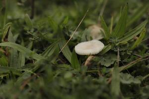 macro la photographie champignon vénéneux bouleau cassant photo