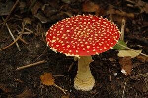 mouche agaric une magnifique champignon vénéneux photo