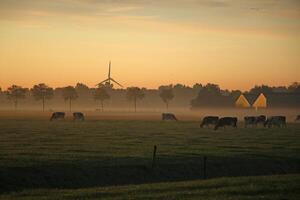 Soleil Aube dans une néerlandais paysage, Matin rosée, pâturage vaches photo