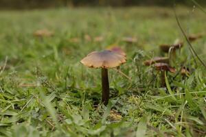 vermillon bonnet de cire peu champignon vénéneux dans le herbe photo