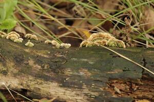 grumeleux support champignon vénéneux croissance sur une souche de une arbre sur photo