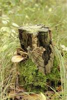 grumeleux support champignon vénéneux croissance sur une souche de une arbre sur photo